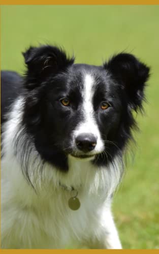 Border collie note book 80 pages