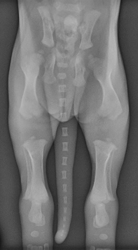 Radiografía de cachorro