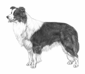 Estándar Border Collie