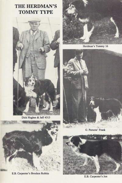 Border Collie de tipo Herdman Tommy