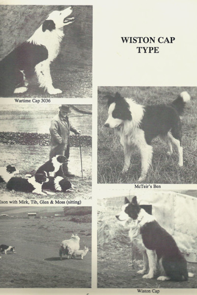 Border Collie de tipo Wiston