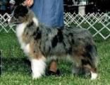 Borderfame Tru Blue, el primer border collie sable merle