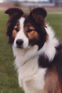 Snowmere Tweed, el primer border collie sable