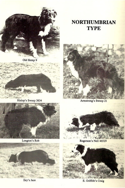 Border Collie de tipo Northumbrian